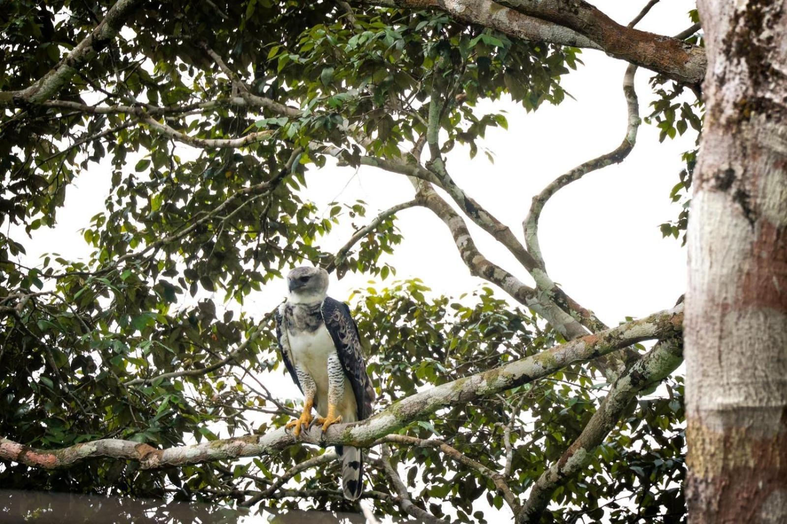 Pousada Paraiso Do Calango Azul Presidente Figueiredo Esterno foto