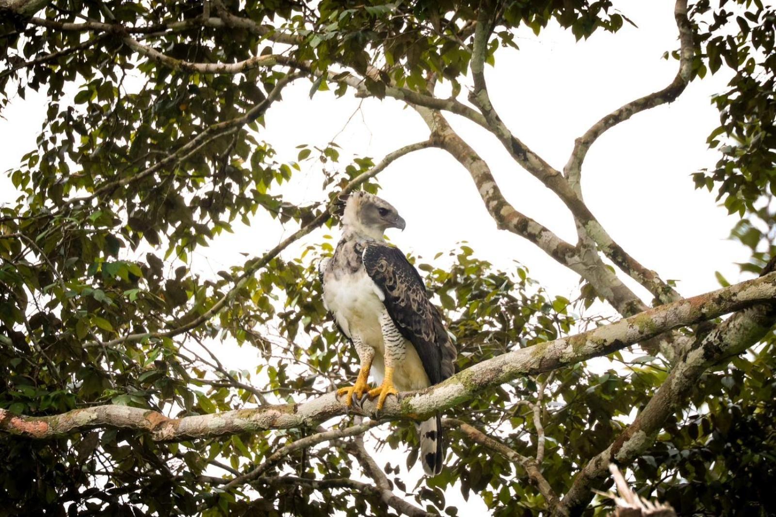 Pousada Paraiso Do Calango Azul Presidente Figueiredo Esterno foto