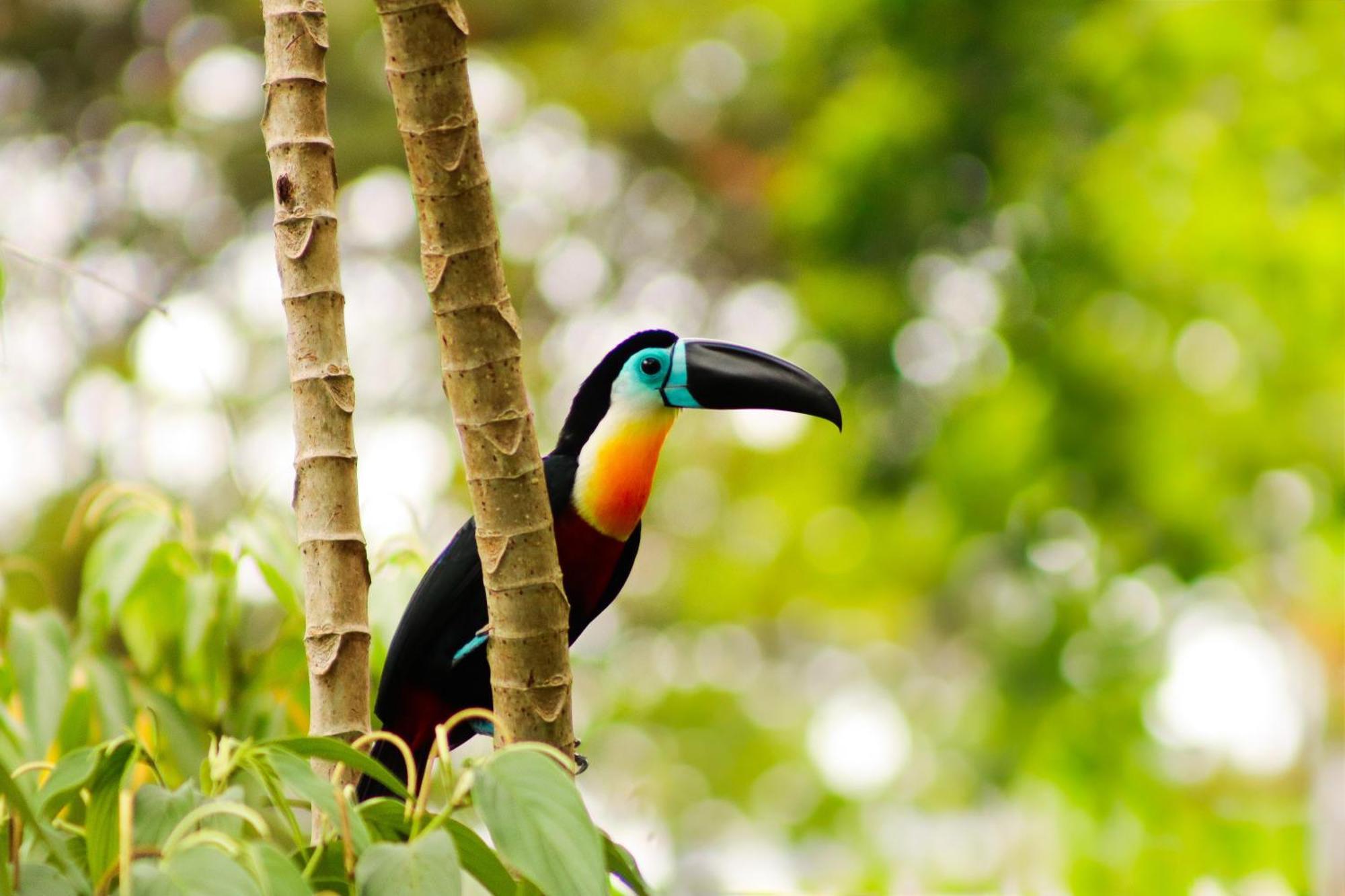 Pousada Paraiso Do Calango Azul Presidente Figueiredo Esterno foto