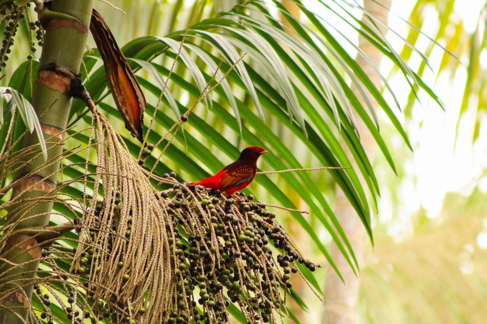 Pousada Paraiso Do Calango Azul Presidente Figueiredo Esterno foto