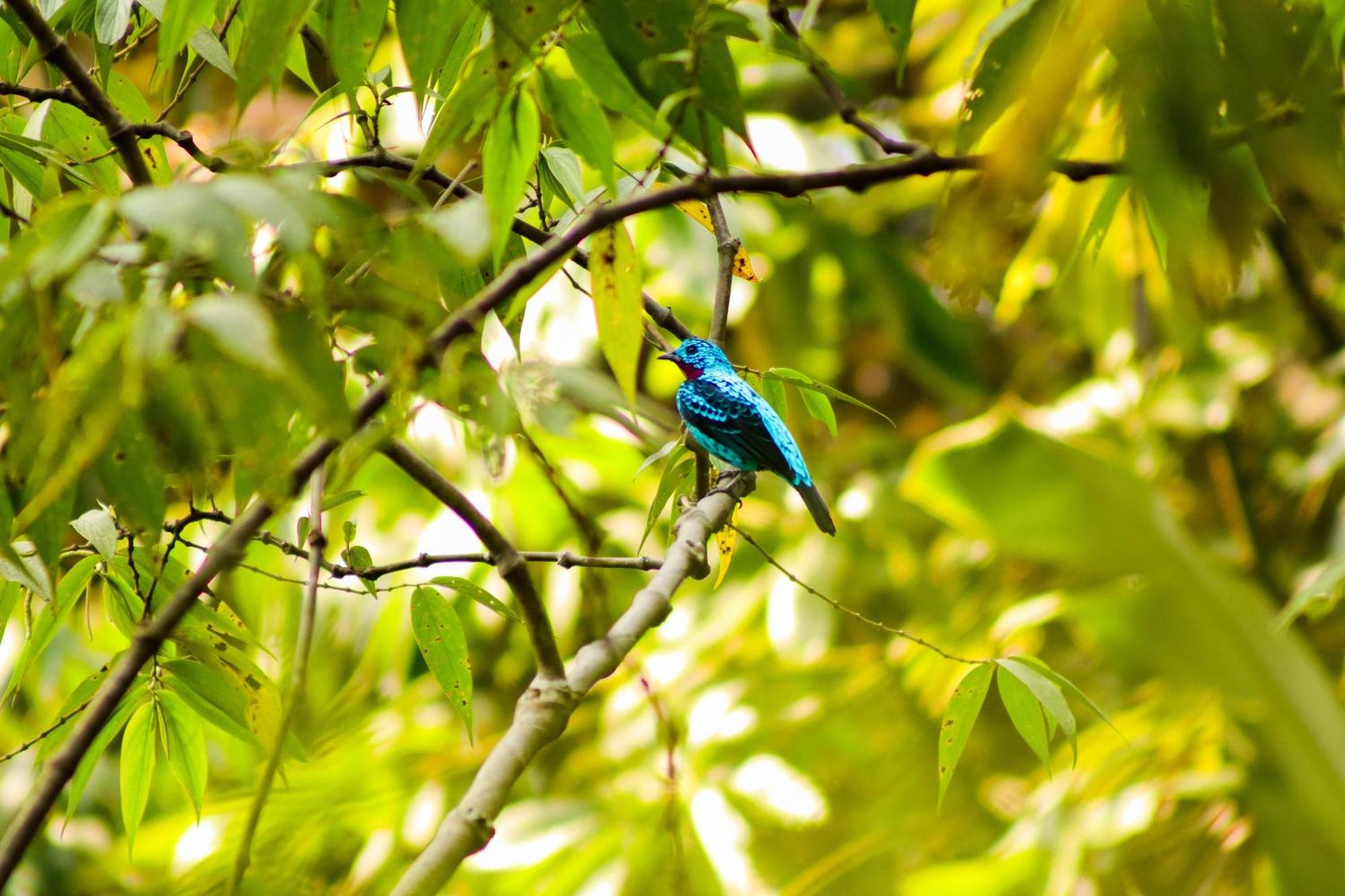 Pousada Paraiso Do Calango Azul Presidente Figueiredo Esterno foto