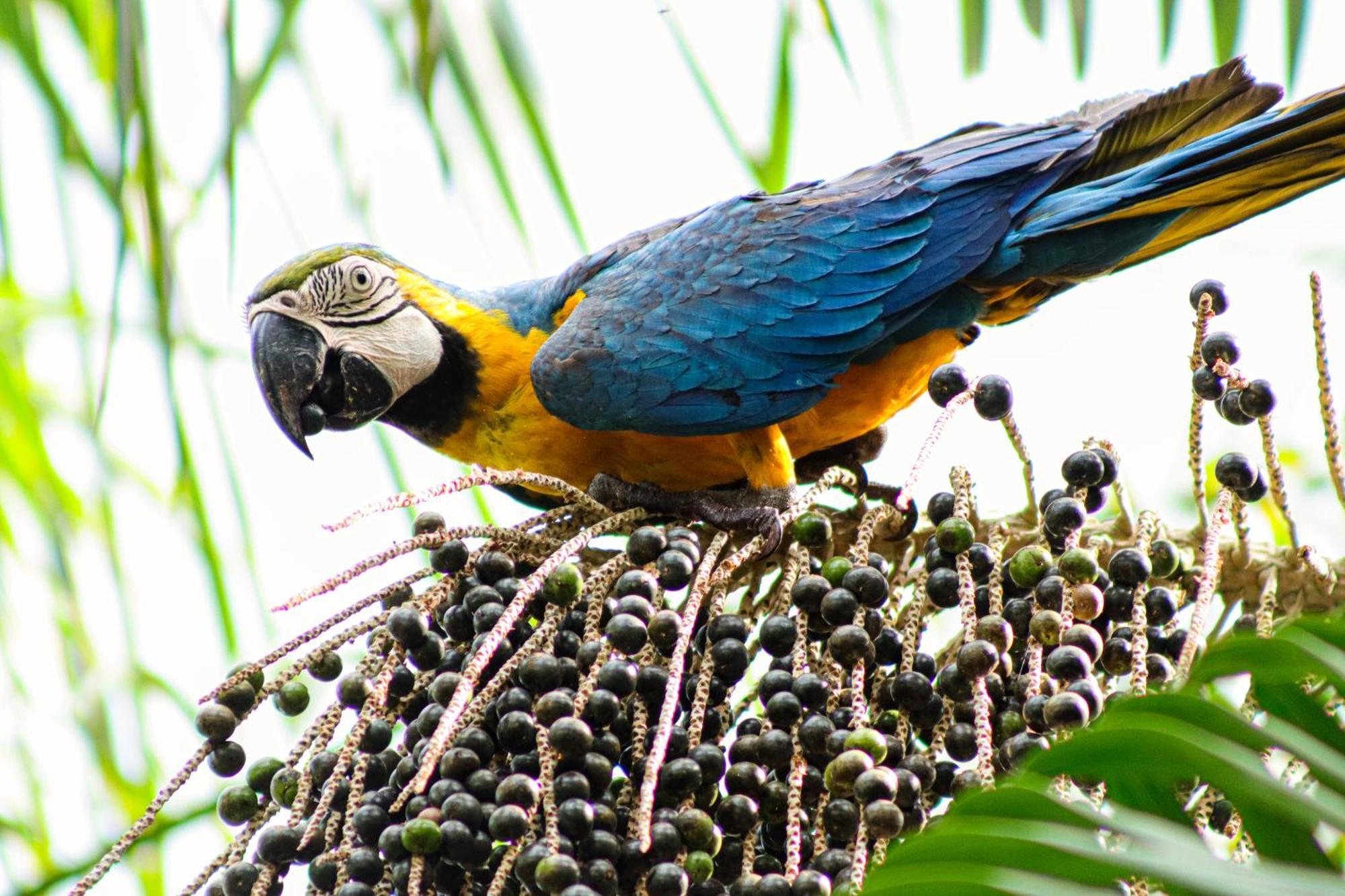 Pousada Paraiso Do Calango Azul Presidente Figueiredo Esterno foto