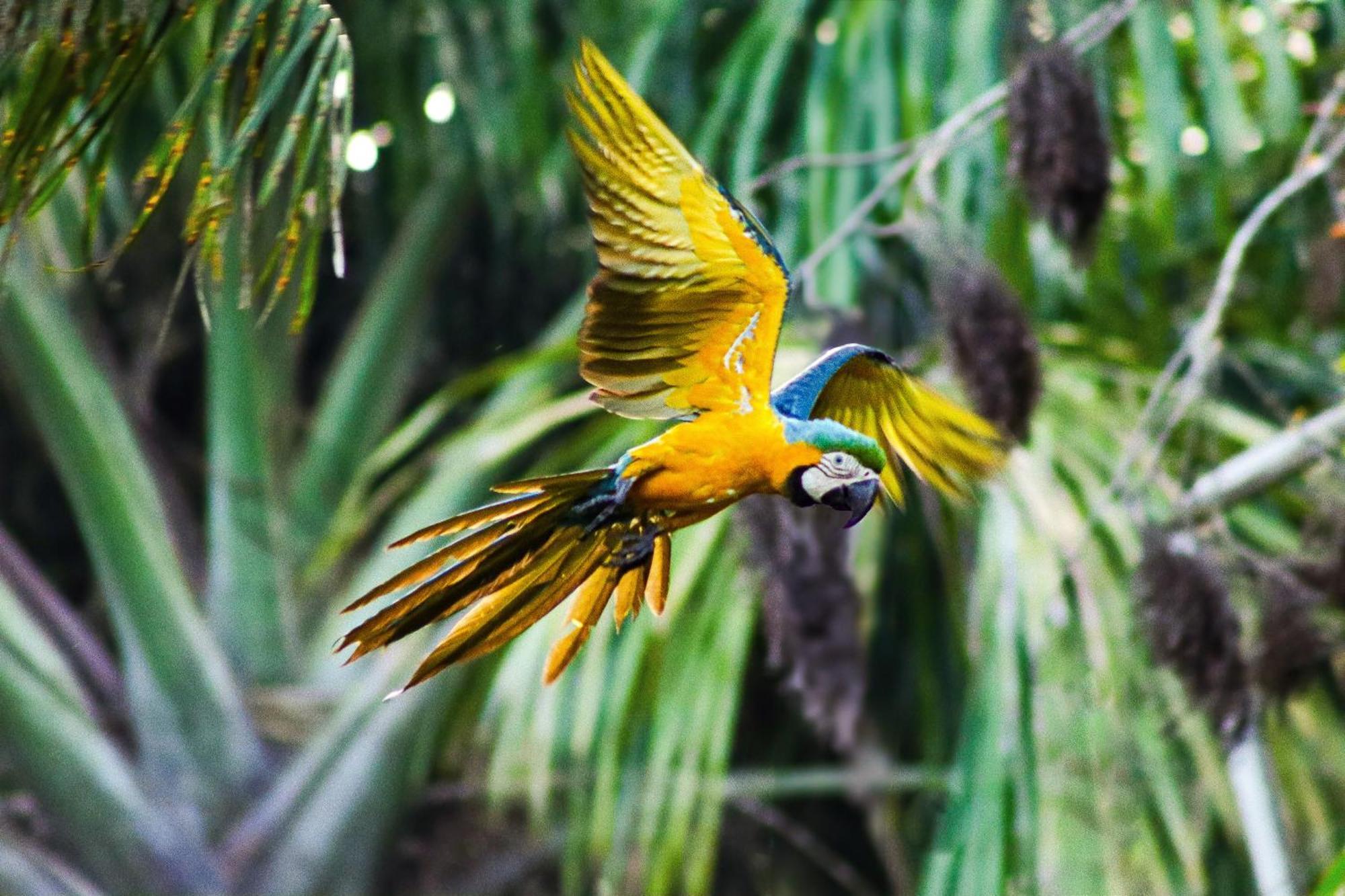 Pousada Paraiso Do Calango Azul Presidente Figueiredo Esterno foto
